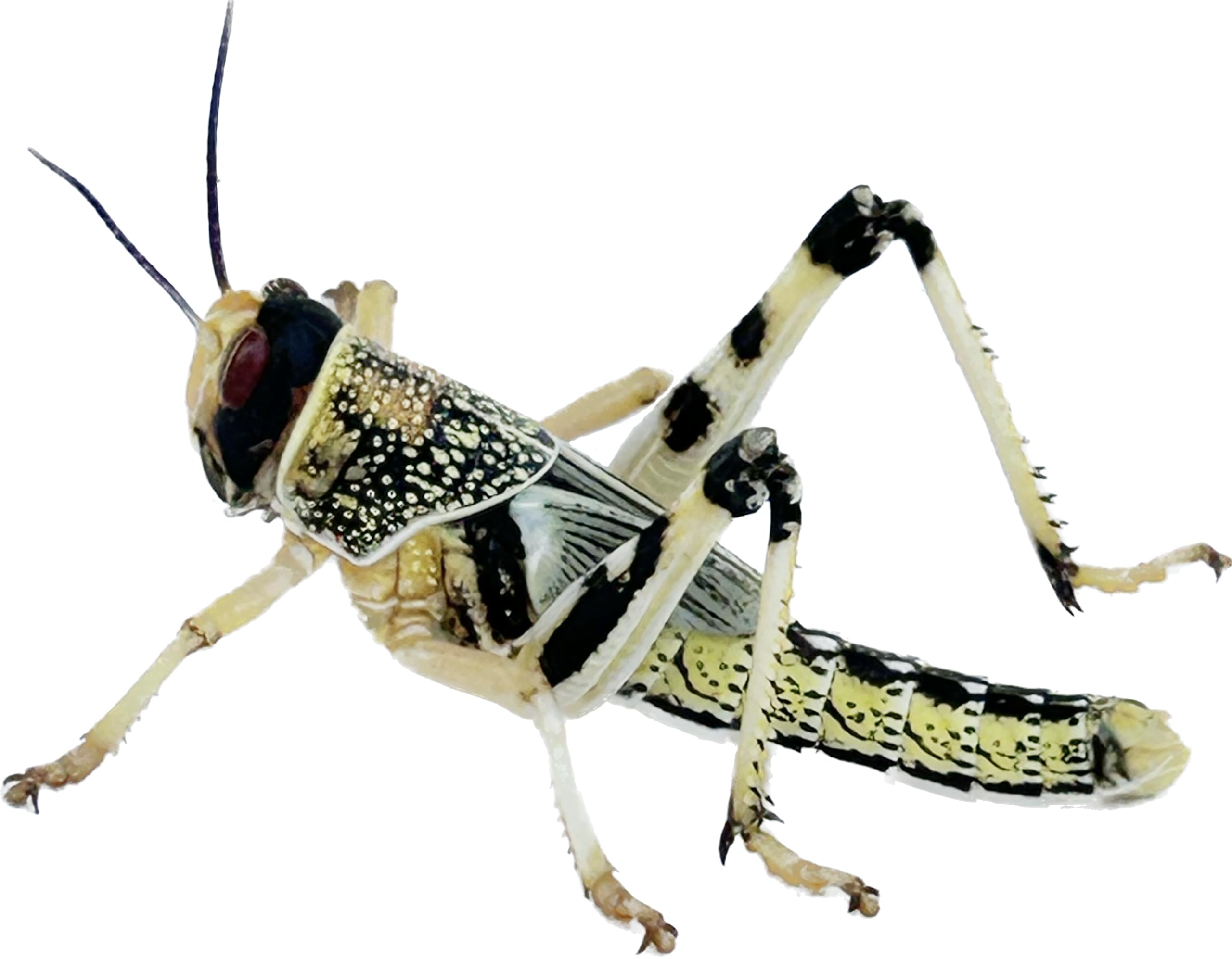 Livefood UK 50 Medium size 15mm to 30mm live locusts supplied in woven bag (50 Locusts in woven bag)