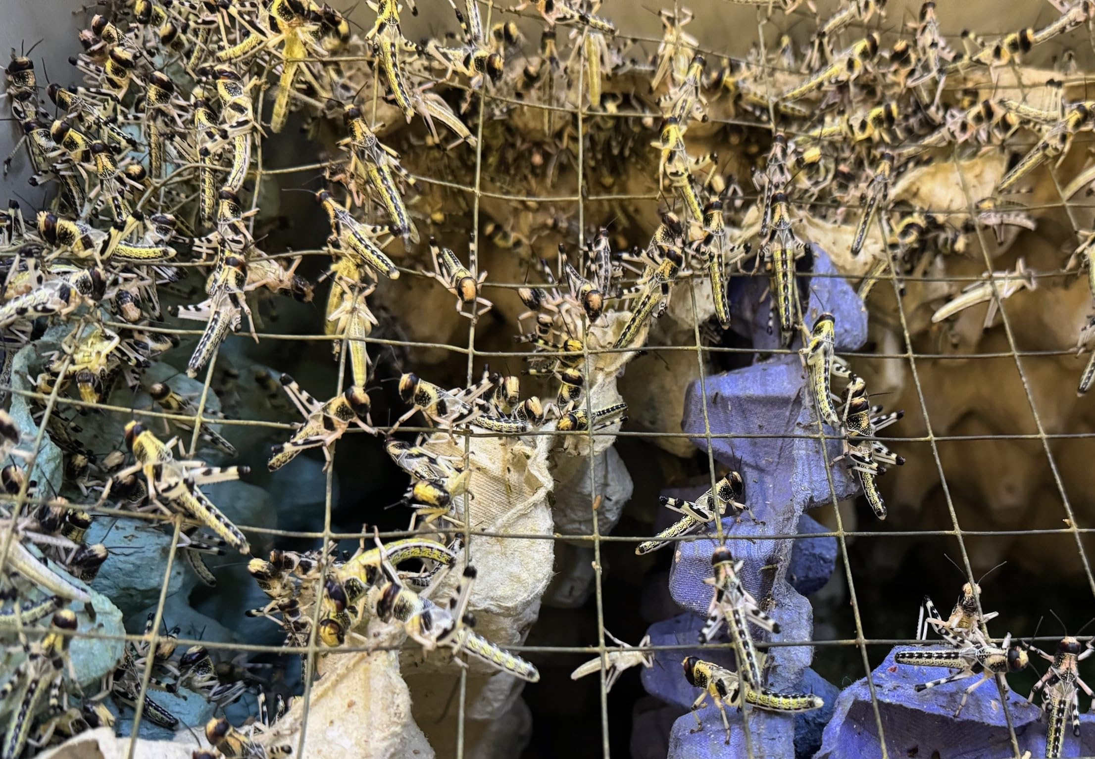 Livefood UK 100 Medium size 15mm to 30mm Live Locusts supplied in woven bag (100 Locusts in woven bag)