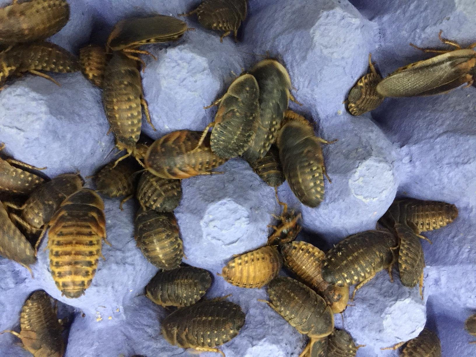 Livefood UK Live Feeder Cockroach Blaptica Dubia Large size range 24-35mm Roach