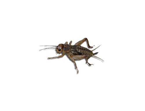 Livefood UK Live Brown Crickets 3rd Instar Small/med HALF BULK BAG