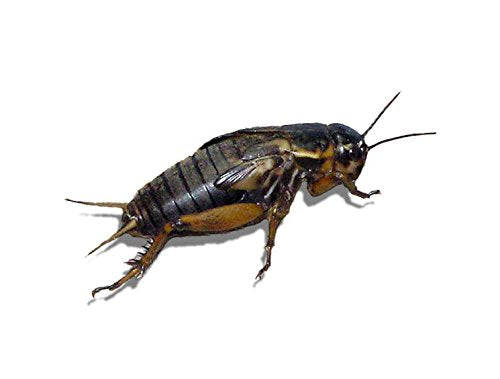 Livefood UK Live Black Field Crickets 4th Instar Medium Size
