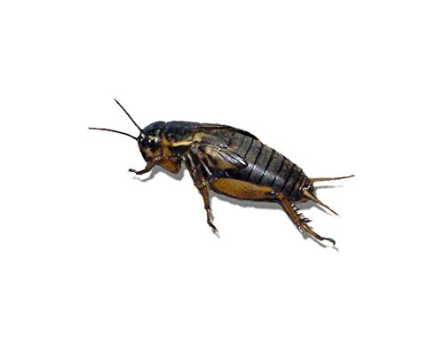 Livefood UK Live Black Field Crickets 3rd Instar Small/Med Size