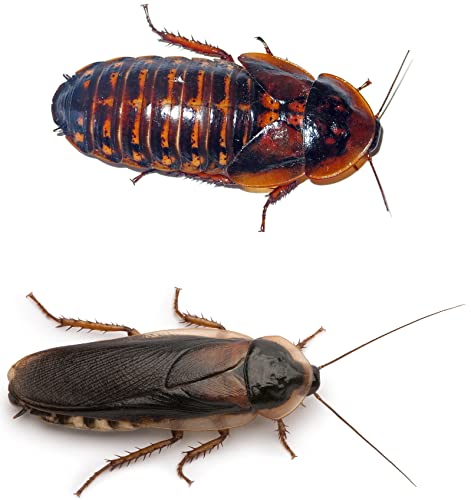 Livefood UK 8 Live Adult Feeder Roach Blaptica Dubia size range 30-45mm (Tub of 8 Cockroach)