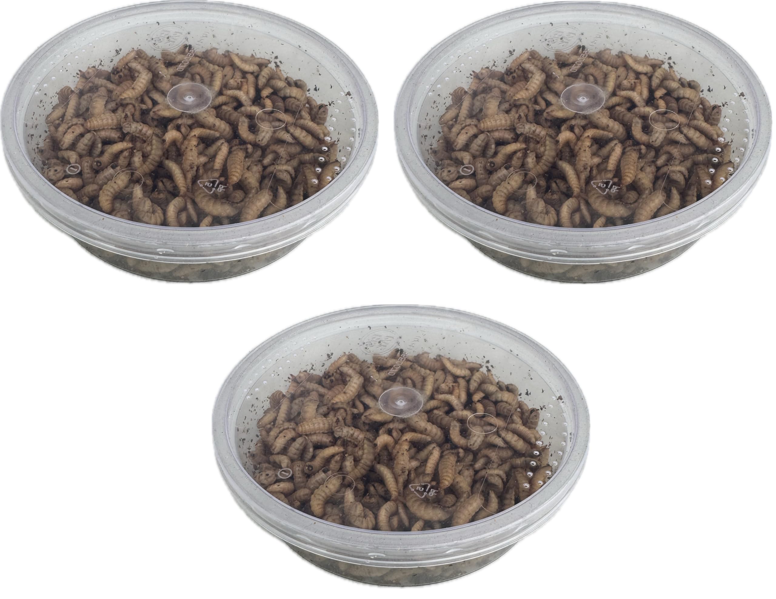 Livefood UK Live Calci Worms Available in tubs and bulk bags