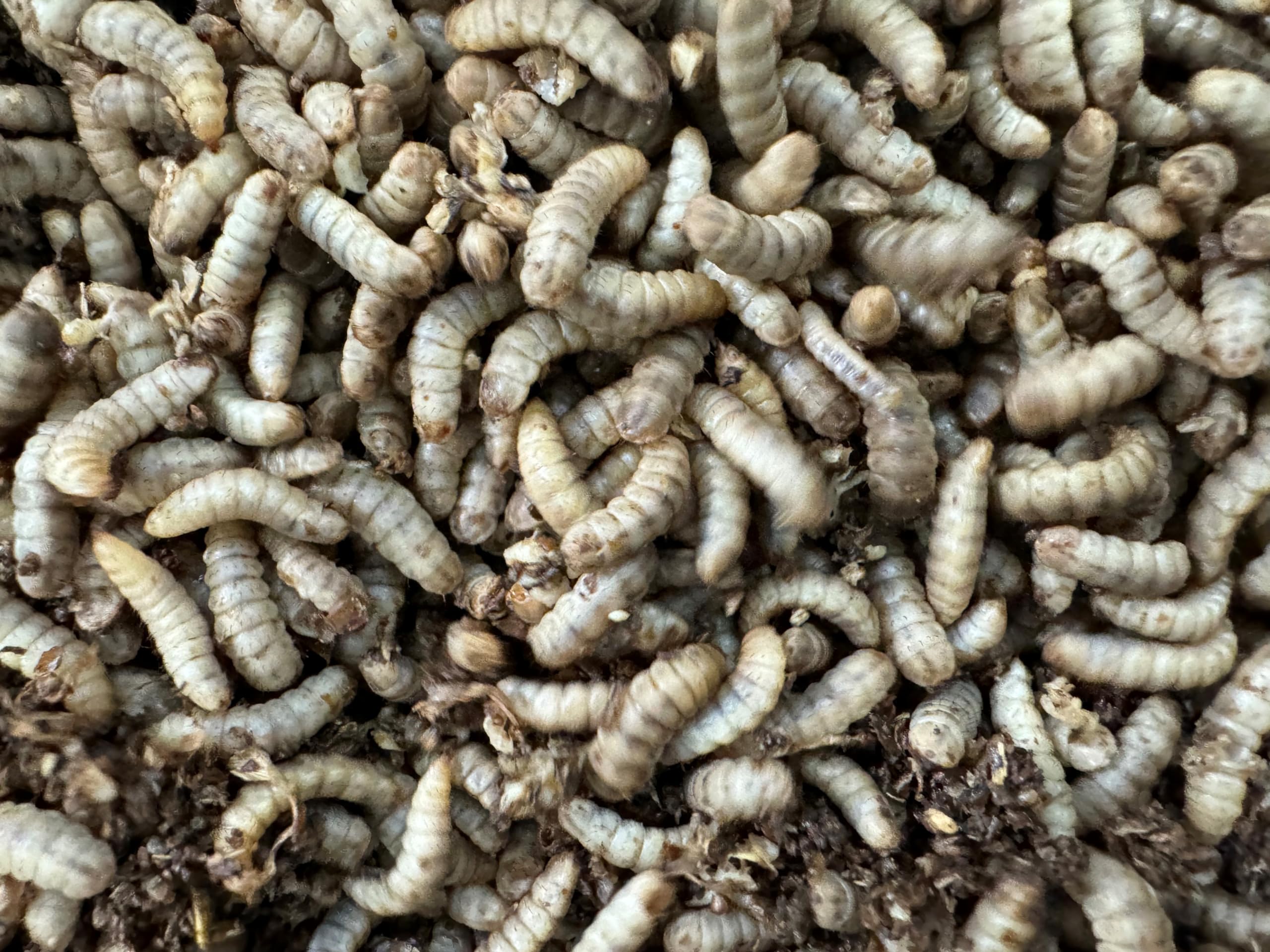 Livefood UK Live Calci Worms Available in tubs and bulk bags