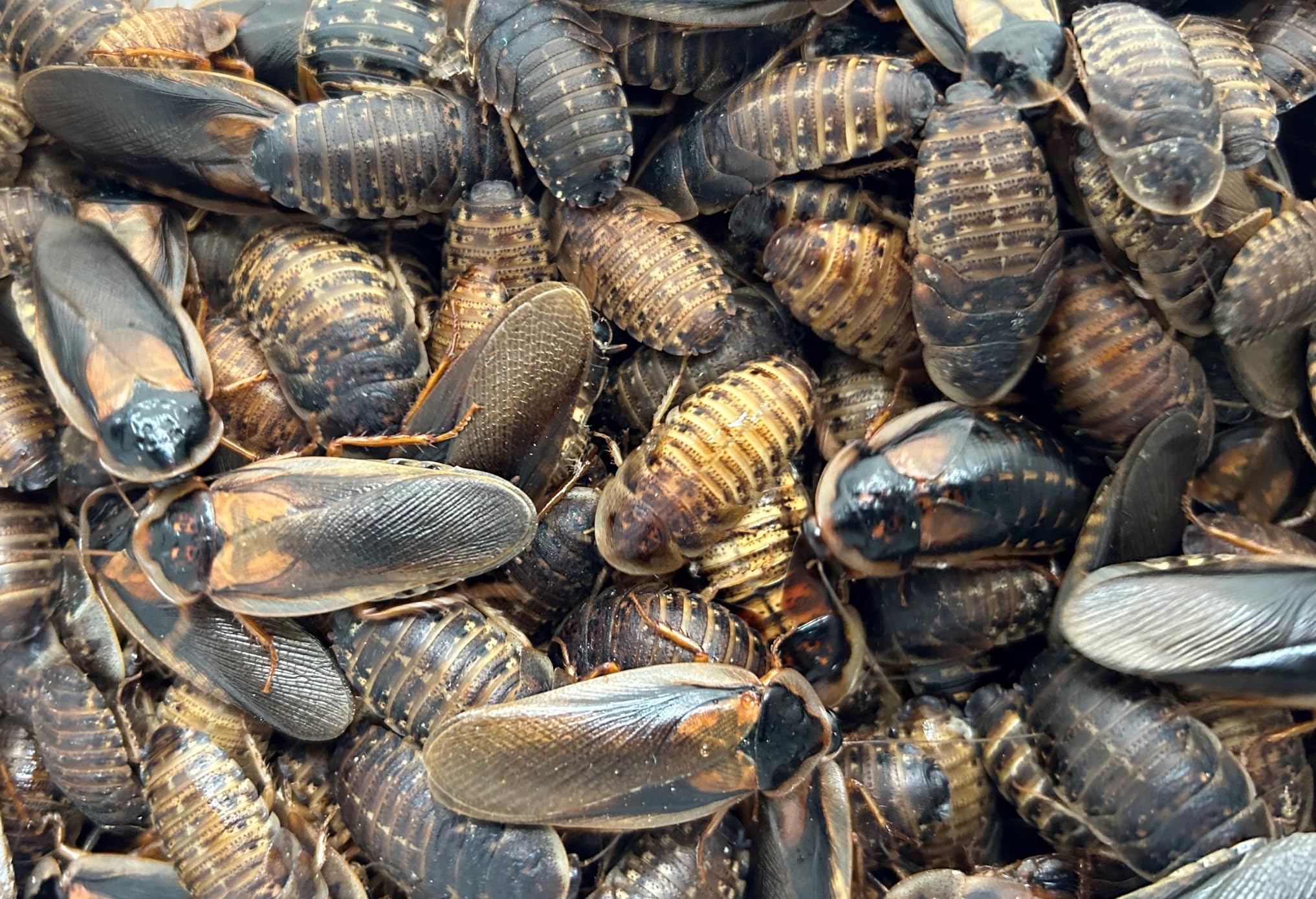 Livefood UK Live Feeder Cockroach Blaptica Dubia Large size range 24-35mm Roach