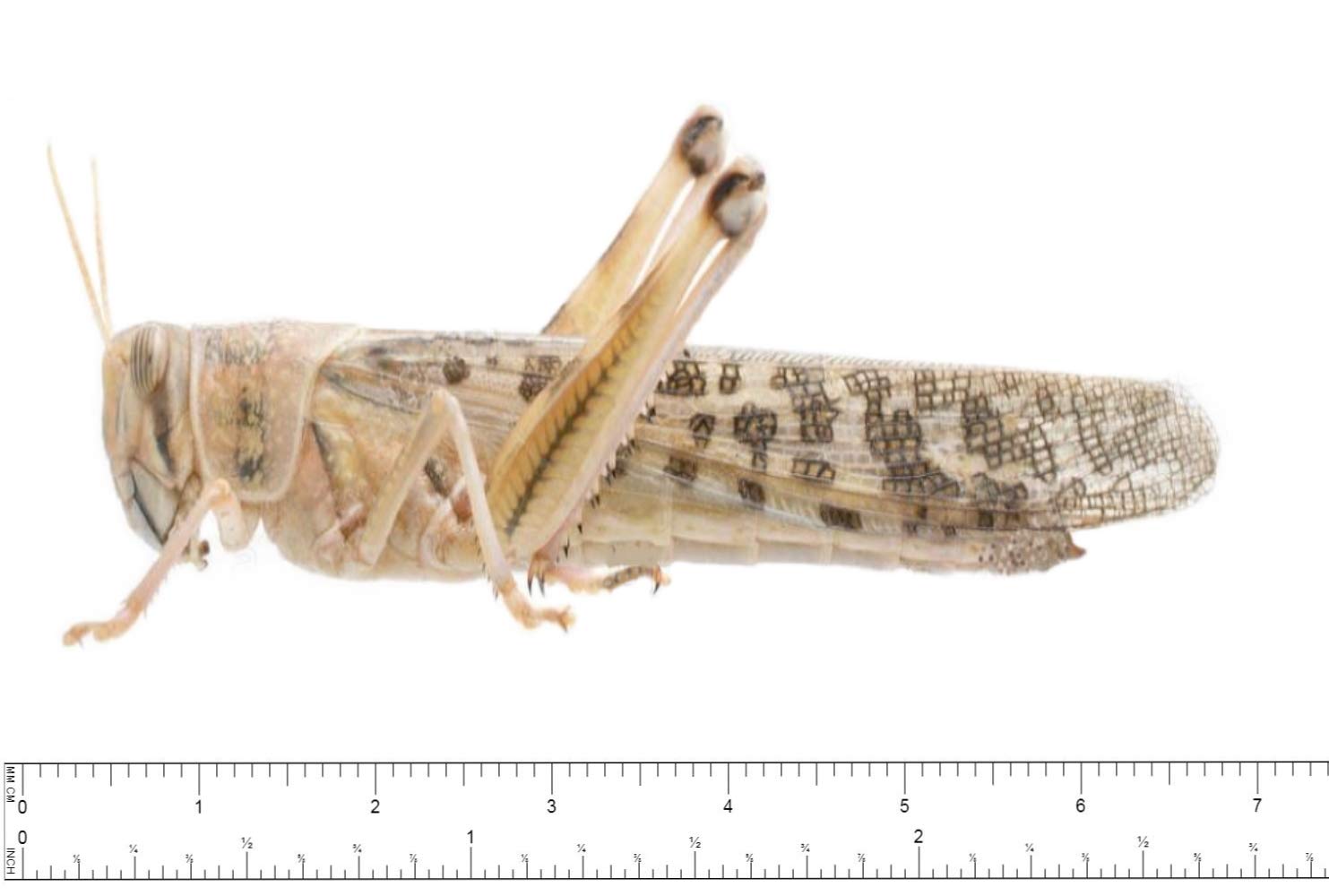 Livefood UK Live Locusts Adult BULK BAG 100 (Reptile Livefood)