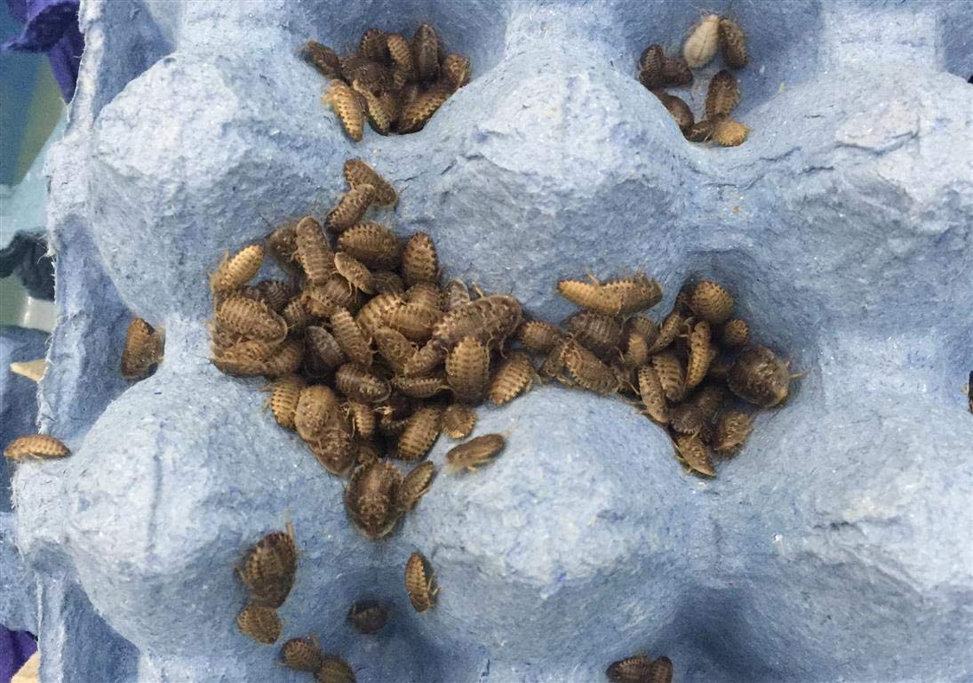 Livefood UK Live Feeder Roach Blaptica Dubia Baby size 4-10mm (Tub of 70 Cockroach)