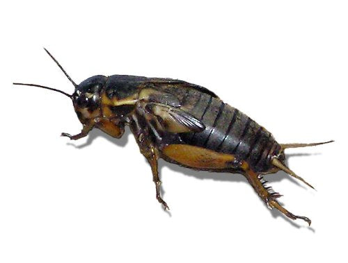 Livefood UK Live Black Field Crickets Standard Size