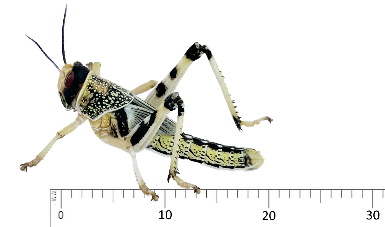 Livefood UK 50 Medium size 15mm to 30mm live locusts supplied in woven bag (50 Locusts in woven bag)