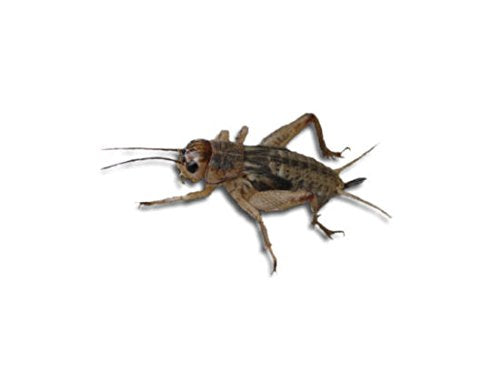 Livefood UK Live Brown Crickets 4th Instar Medium BULK BAG