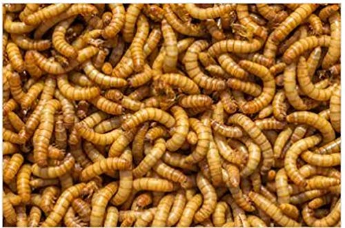 Mealworms, Morioworms, Waxworms and Calciworms