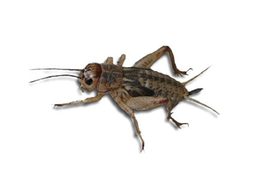Brown Crickets