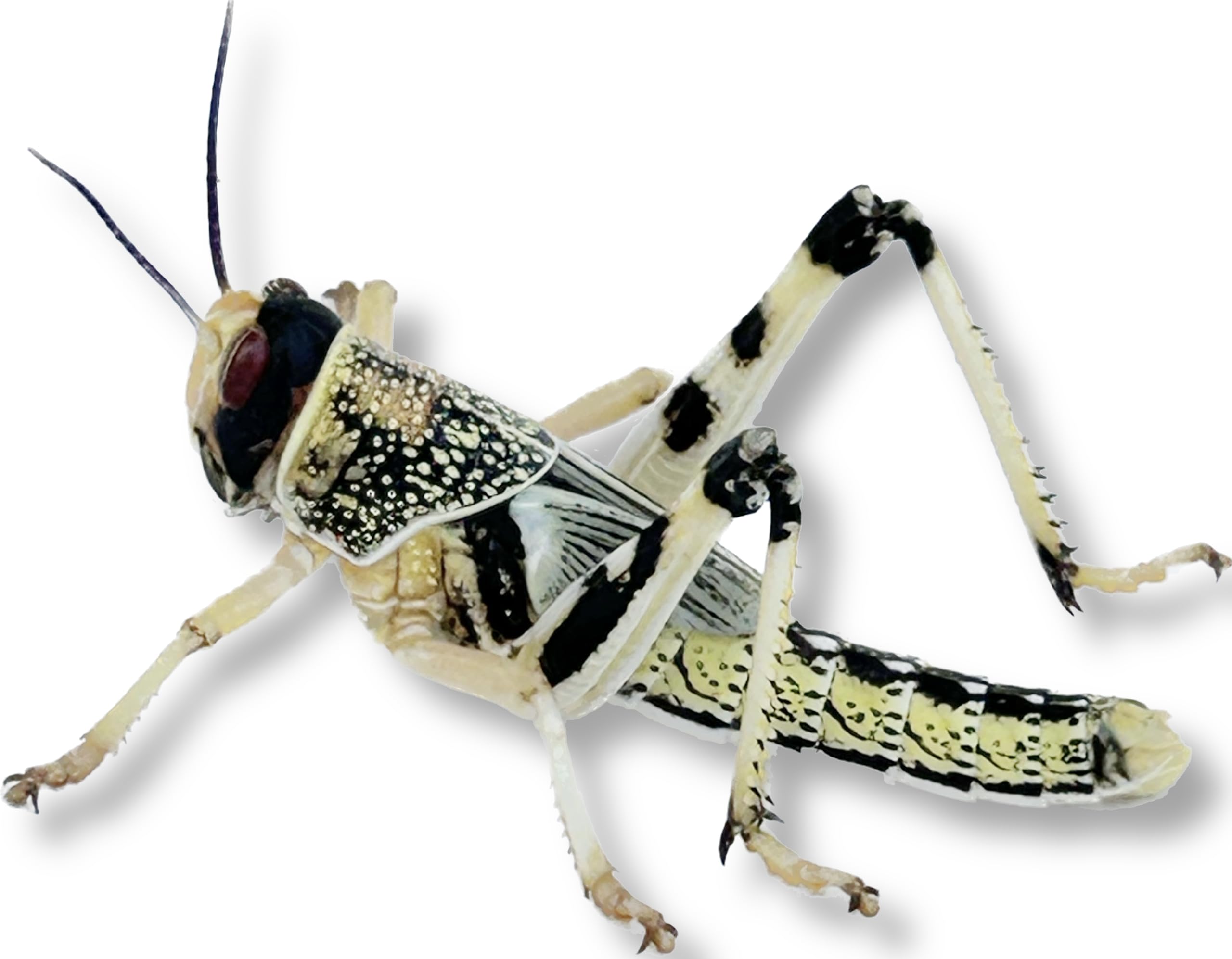 Livefood UK 100 Medium size 15mm to 30mm Live Locusts supplied in woven bag (100 Locusts in woven bag)