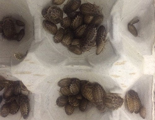 Livefood UK 14 Live Feeder Roach Blaptica Dubia Small size 10-20mm (Tub of 14 Cockroach)